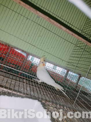 Cocatel running pakhi